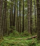 Noin viisi prosenttia Suomen metsistä on suojeltuja