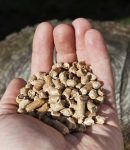 Biopohjaisten tuotteiden osuus alan kokonaisviennistä kasvaa