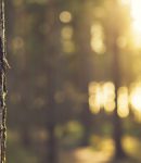 Metsämaisemalla on suotuisia terveysvaikutuksia