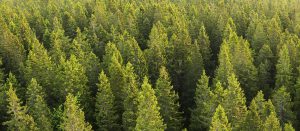 Metsät peittävät Suomen pinta-alasta jopa 78 prosenttia