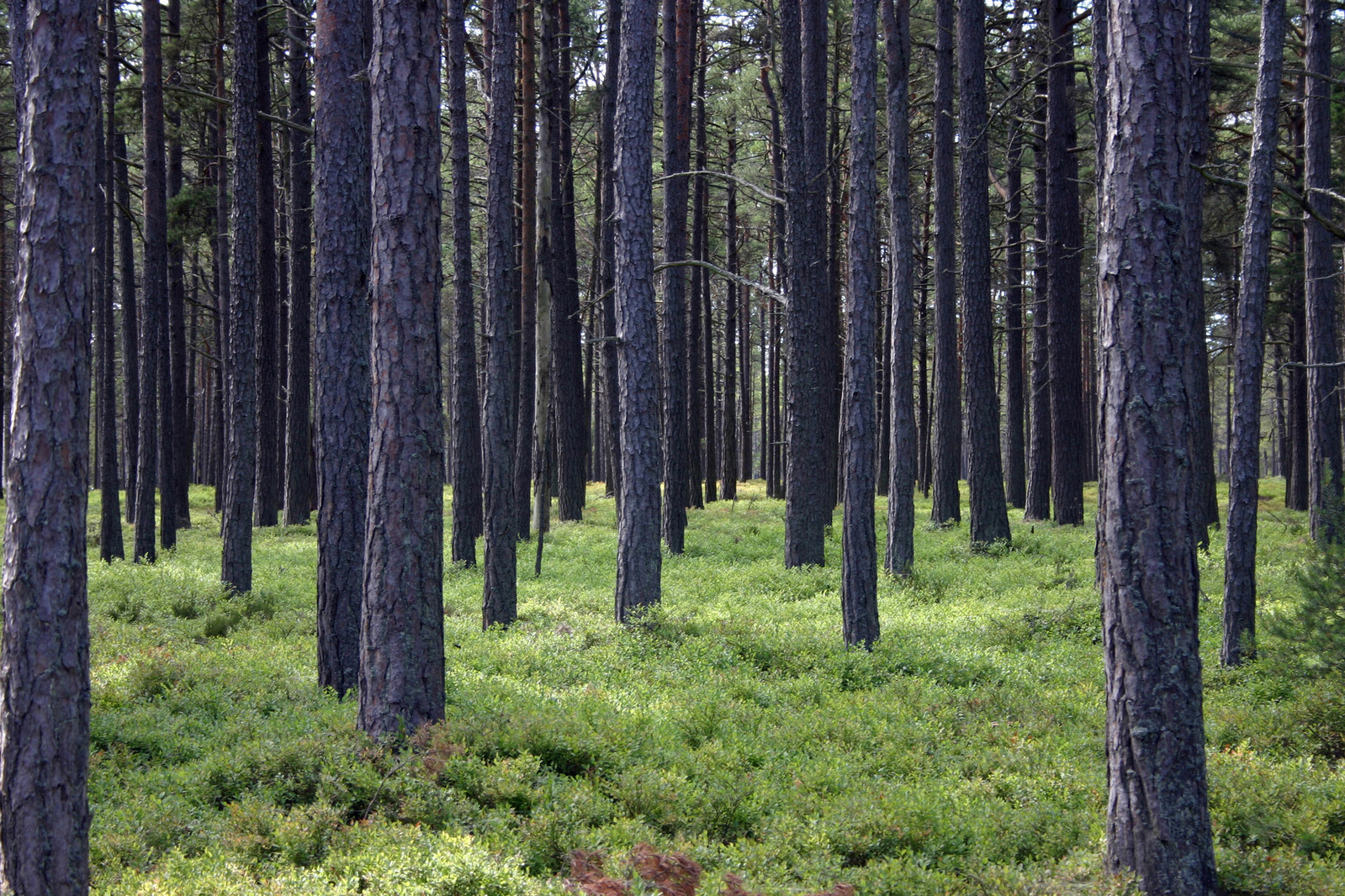Metsä on suomalaisen kirkko – edelleen? |