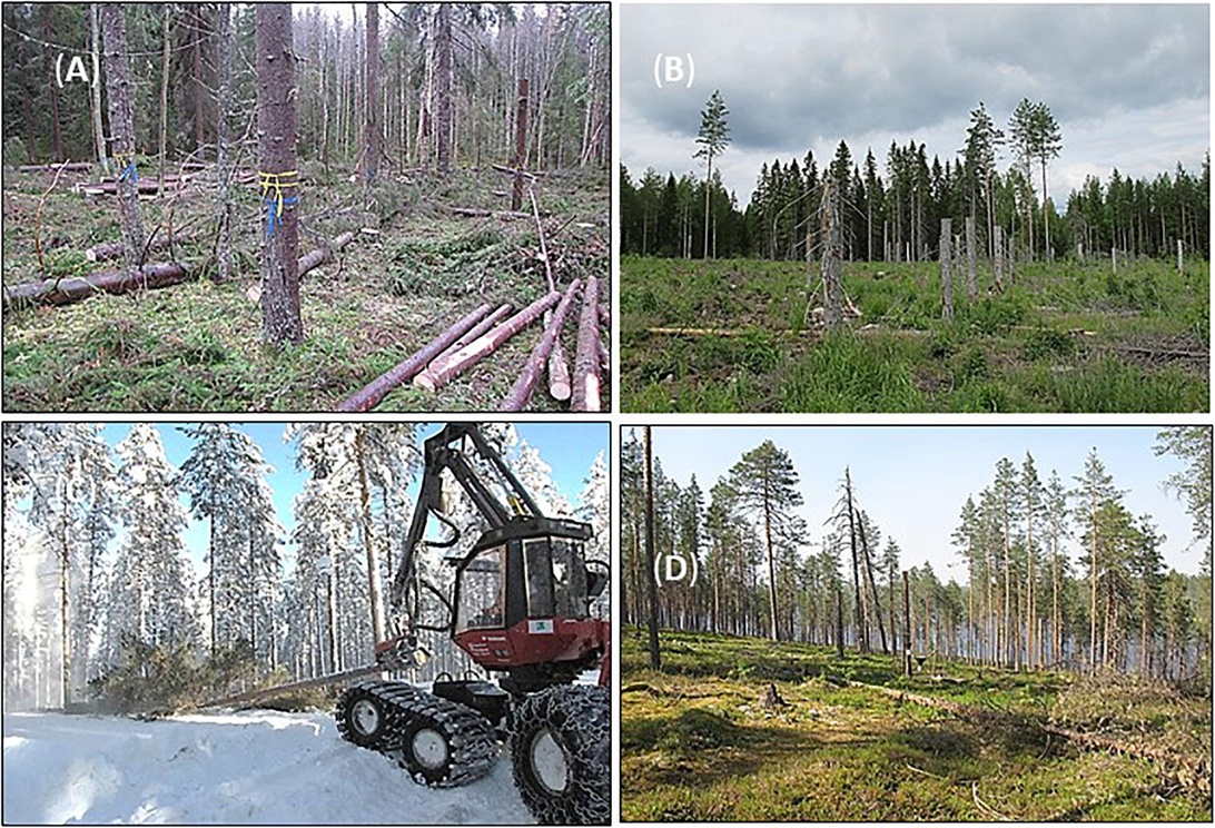 Neljän kuvan yhdistelmä suomalaisesta metsätaloudesta: (A) äskettäin hakattu metsäalue ja puutavaraa maassa, (B) uudistusala harvassa puustossa, (C) metsäkone lumisessa metsässä, ja (D) osittain harvennettu männikkö. Nämä kuvat esittävät Suomen metsäpolitiikan mukaisia metsänhoitokäytäntöjen eri vaiheita.